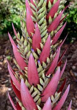 Aechmea vallerandii (Carrière) Erhardt, Götz & Seybold的圖片