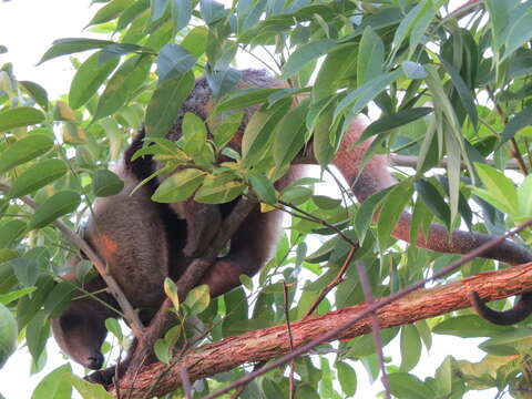 Image of Northern Tamandua