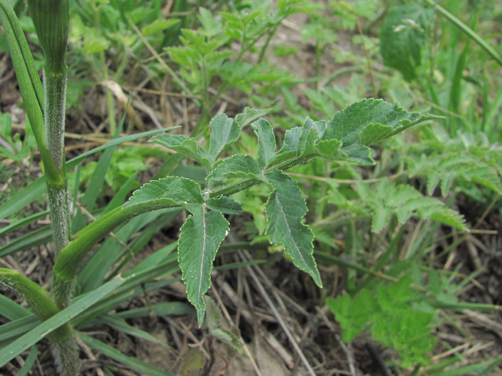 Heracleum chorodanum (Hoffm.) DC.的圖片