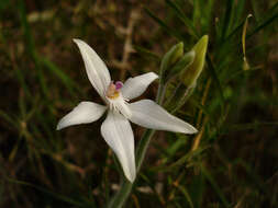 Image of Pink fairy orchid