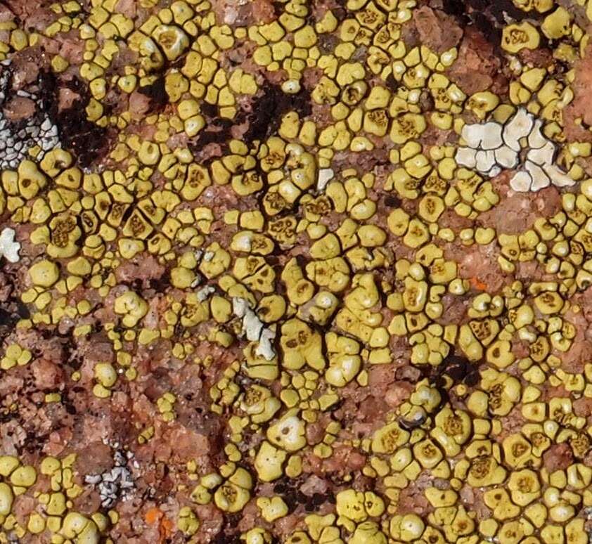 Image of Gold cobblestone lichen