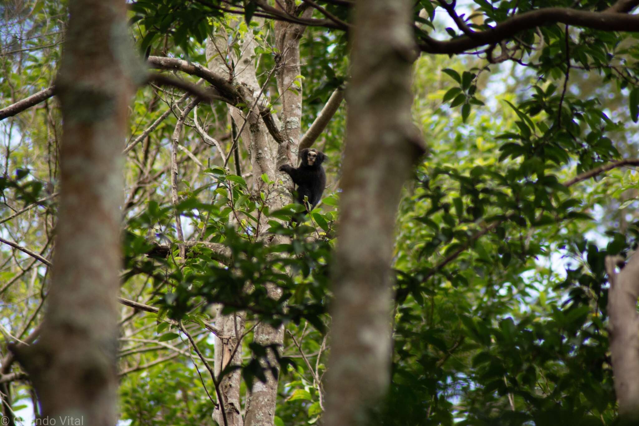 Image of Buffy Tufted-ear Marmoset