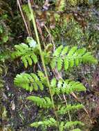 Sivun Cystopteris bulbifera (L.) Bernh. kuva