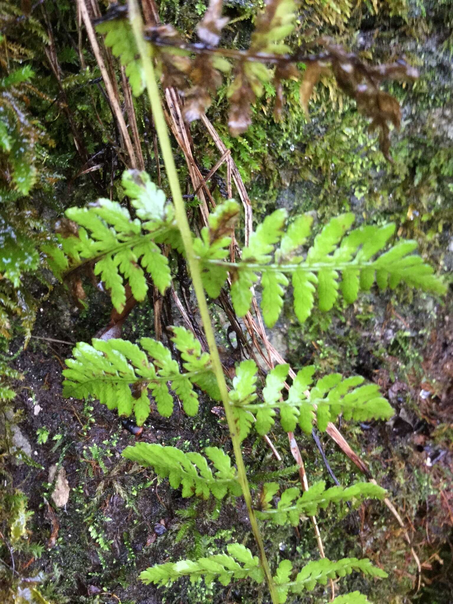 Image of bulblet bladderfern