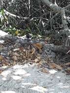 Image of Black-chested Jay