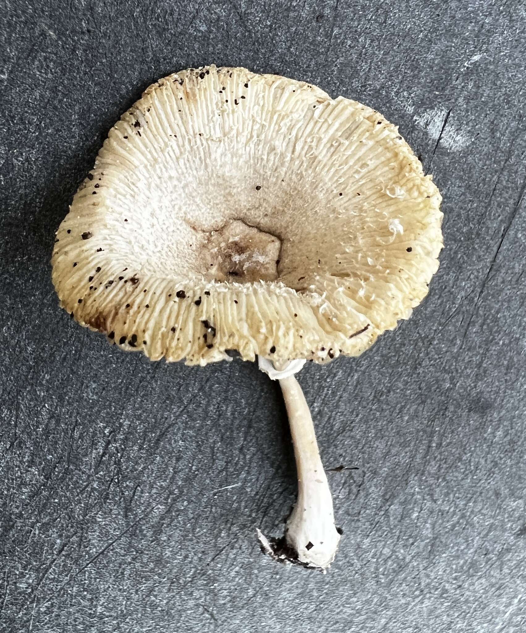 Image of Leucocoprinus longistriatus (Peck) H. V. Sm. & N. S. Weber 1982