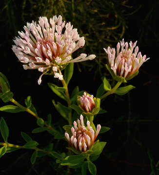 Image of Pimelea calcicola B. L. Rye