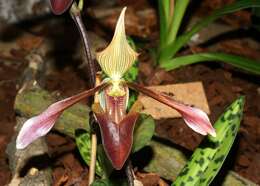 Слика од Paphiopedilum dayanum (Lindl.) Stein