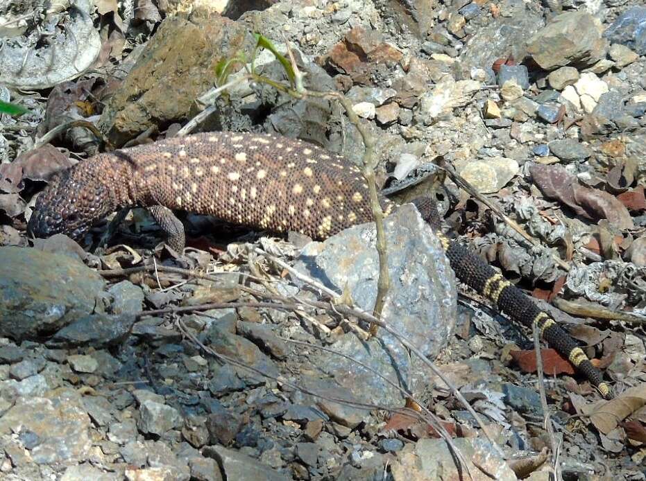 Image of Mexican Beaded Lizard