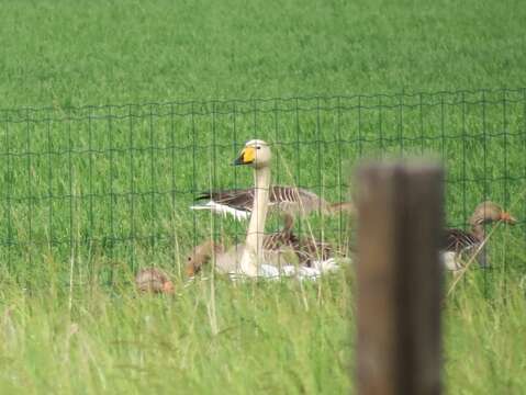 Image of Whooper Swan