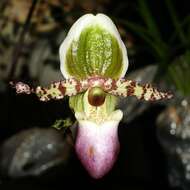 Image de Paphiopedilum liemianum (Fowlie) K. Karas. & K. Saito