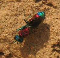 صورة Chrysis viridula L.