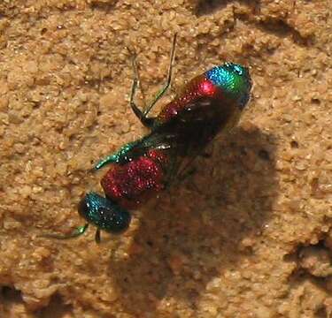 Image of Chrysis viridula L.