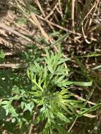 Image of Artemisia argyi H. Lév. & Vaniot