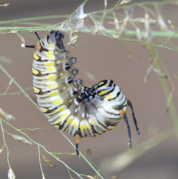 Image of <i>Danaus chrysippus orientis</i>