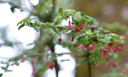 Image of Fuchsia microphylla subsp. microphylla