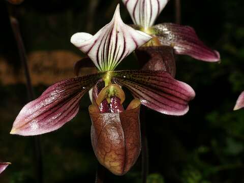 Image of Purple Paphiopedilum