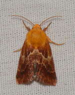 Image of Schinia varix Knudson, Bordelon & Pogue 2003