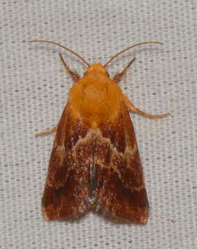 Image of Schinia varix Knudson, Bordelon & Pogue 2003