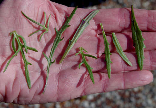 Image de Senecio lacustrinus I. Thomps.