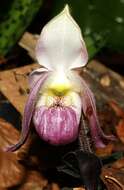 Image de Paphiopedilum vietnamense O. Gruss & Perner