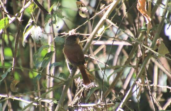 Image of Chestnut-crowned Becard