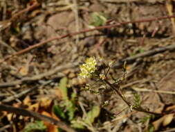 Image of Descurainia erodiifolia (Phil.) Prantl ex Reiche