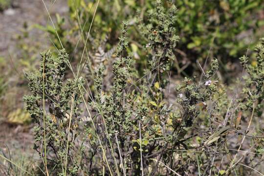 Sivun Strobilanthopsis kuva