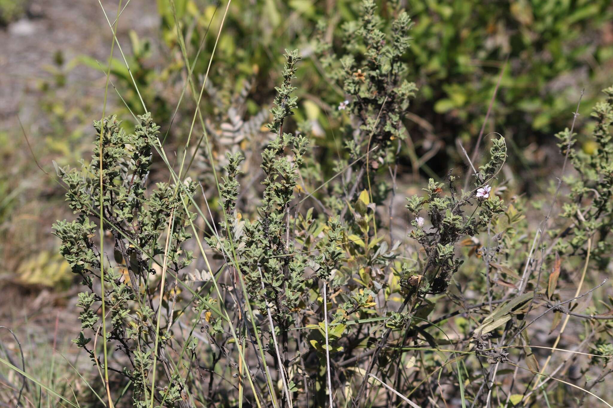 Image of Strobilanthopsis