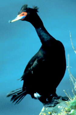 Imagem de Phalacrocorax urile (Gmelin & JF 1789)