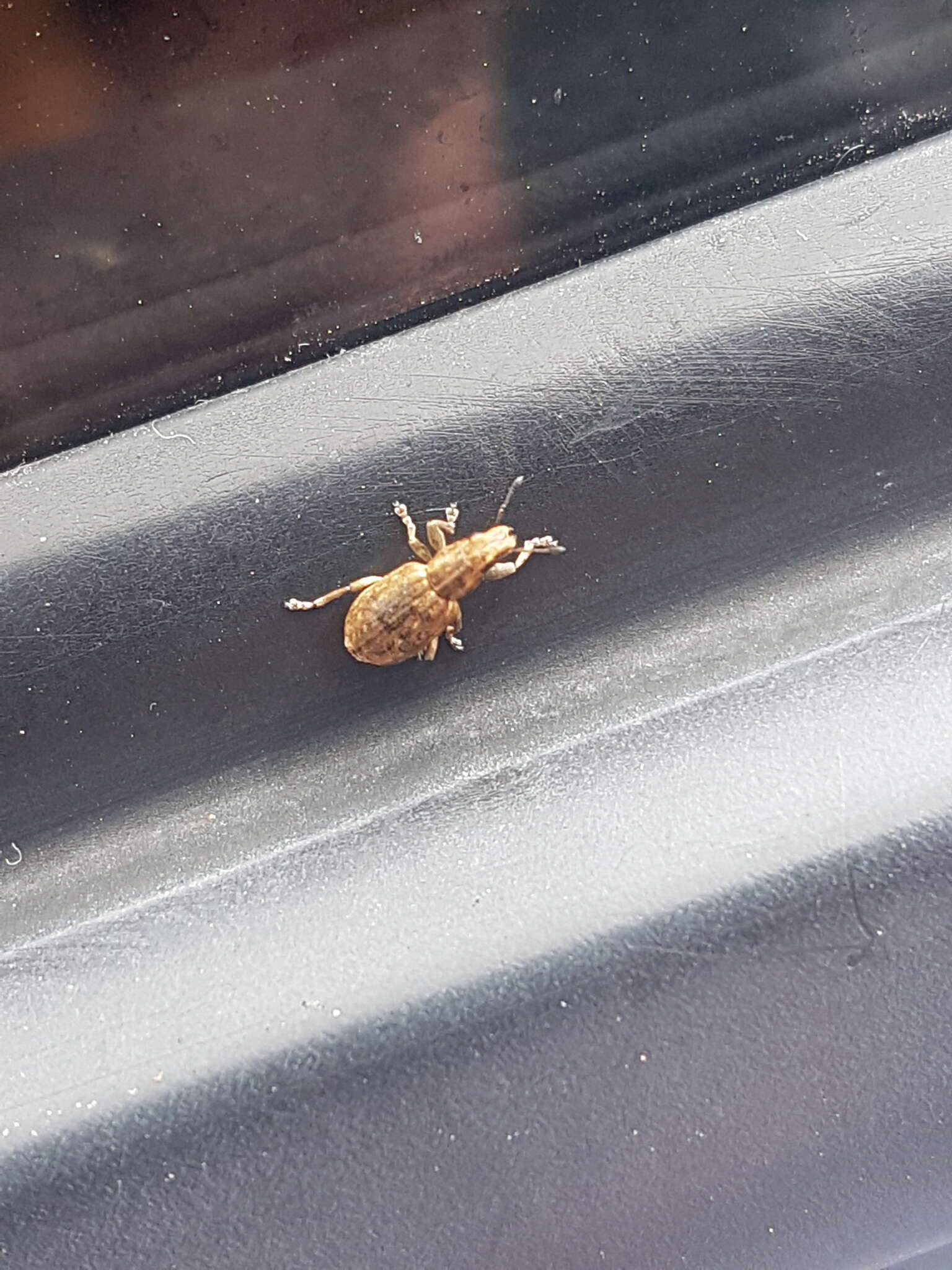 Image of Clover Root Weevil