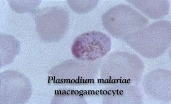 Image of Plasmodium subgen. Plasmodium