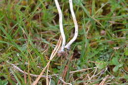 Plancia ëd Psilocybe semilanceata (Fr.) P. Kumm. 1871