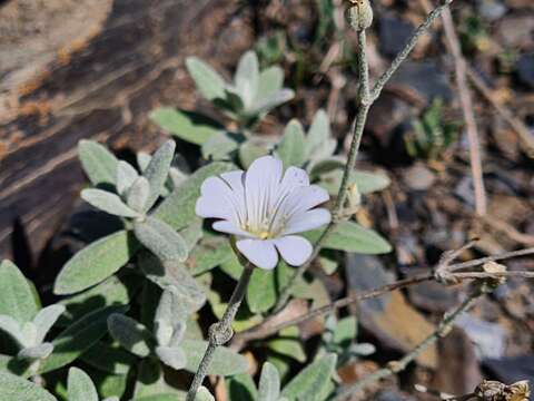 صورة Cerastium dagestanicum Schischk.