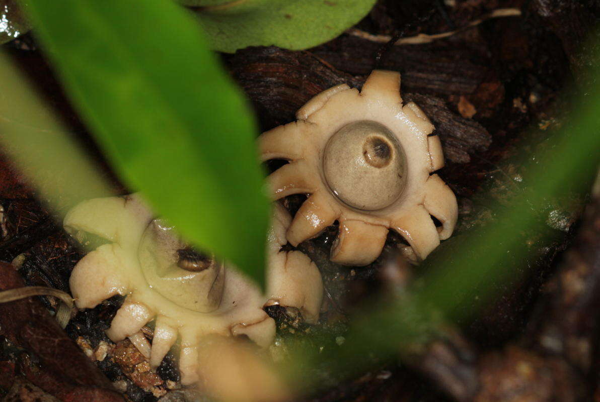 Image of Sessile Earthstar