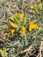 Image of bladderpod spiderflower