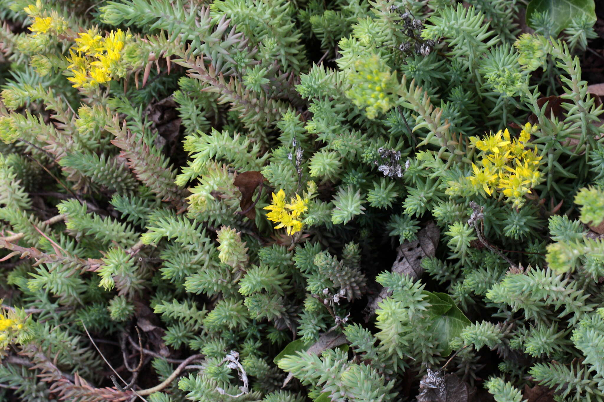 Image of Petrosedum montanum (Song. & Perr.) V. Grulich