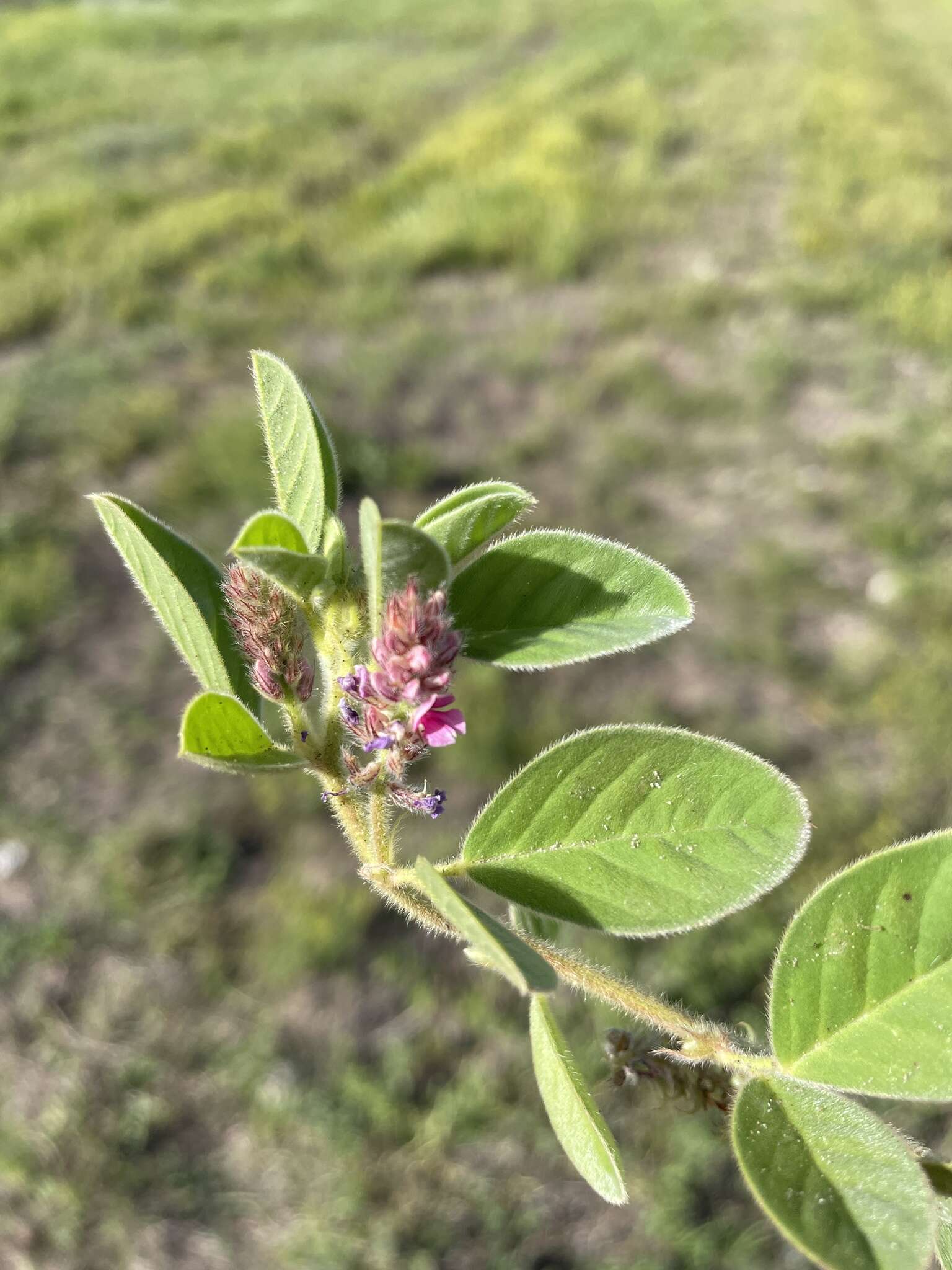 Image of Indigofera flavicans Baker