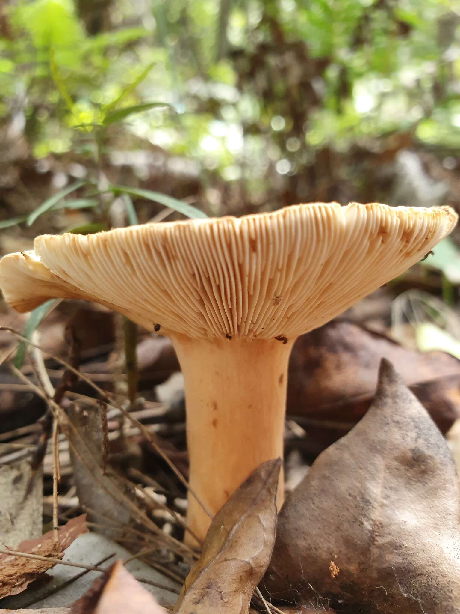 Image de Lactifluus clarkeae (Cleland) Verbeken 2012