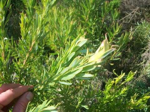 Plancia ëd Leucadendron xanthoconus (Kuntze) K. Schum.