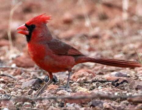 Imagem de Cardinalis cardinalis superbus Ridgway 1885