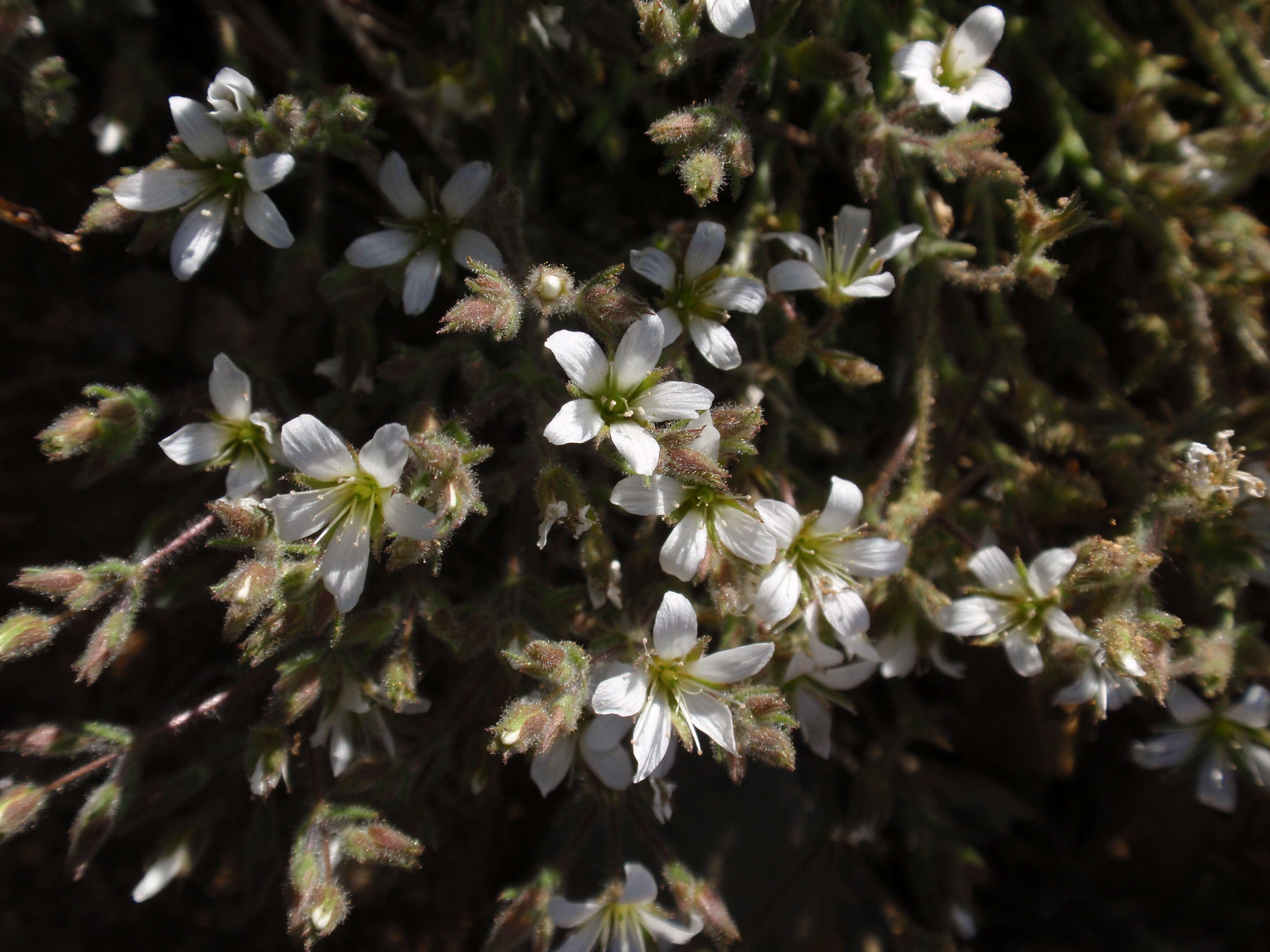 Image of Nuttall's sandwort