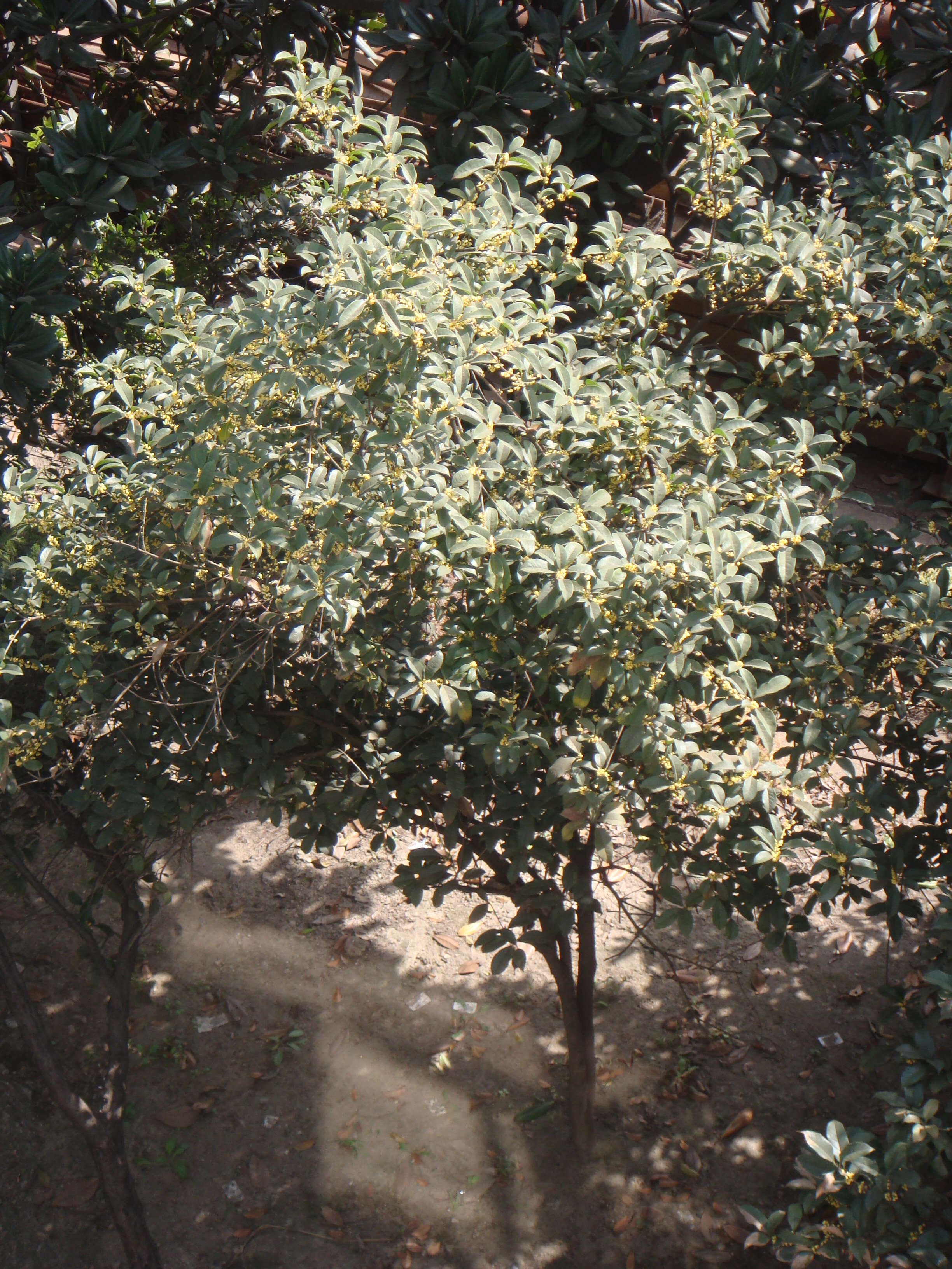 Image of Fragrant Olive