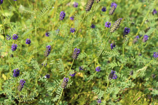 Image of Dalea obreniformis (Rydb.) Barneby