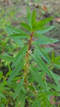 Image of lowland rotala