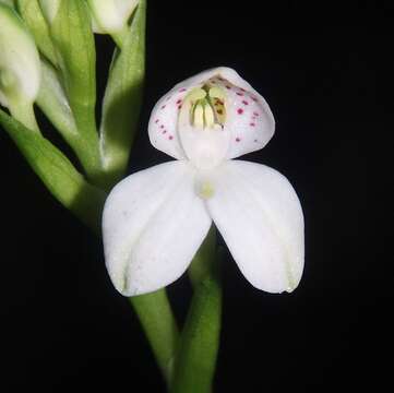 Слика од Disa tripetaloides (L. fil.) N. E. Br.