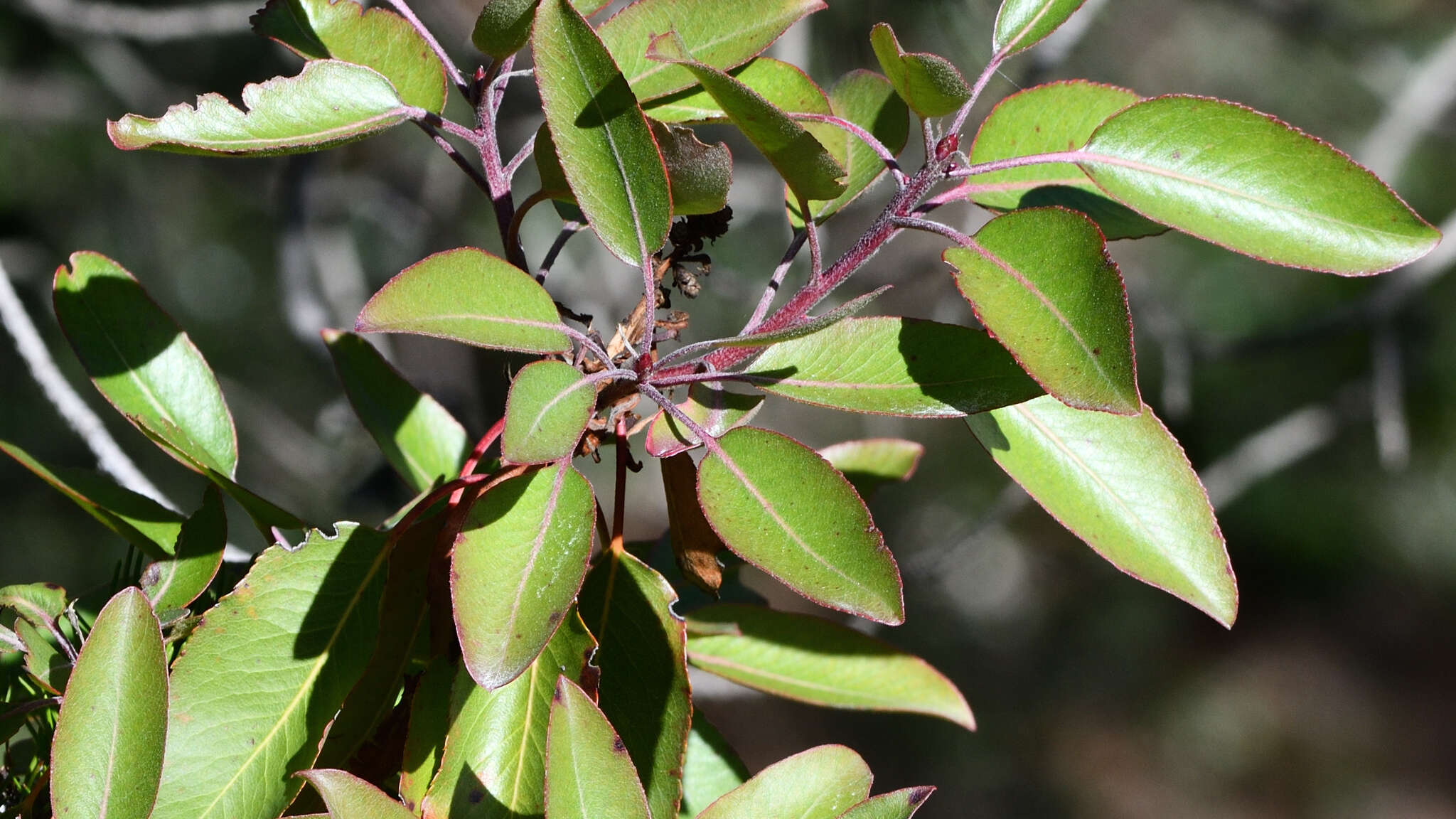 Arbutus xalapensis var. texana (S. F. Buckley) A. Gray resmi