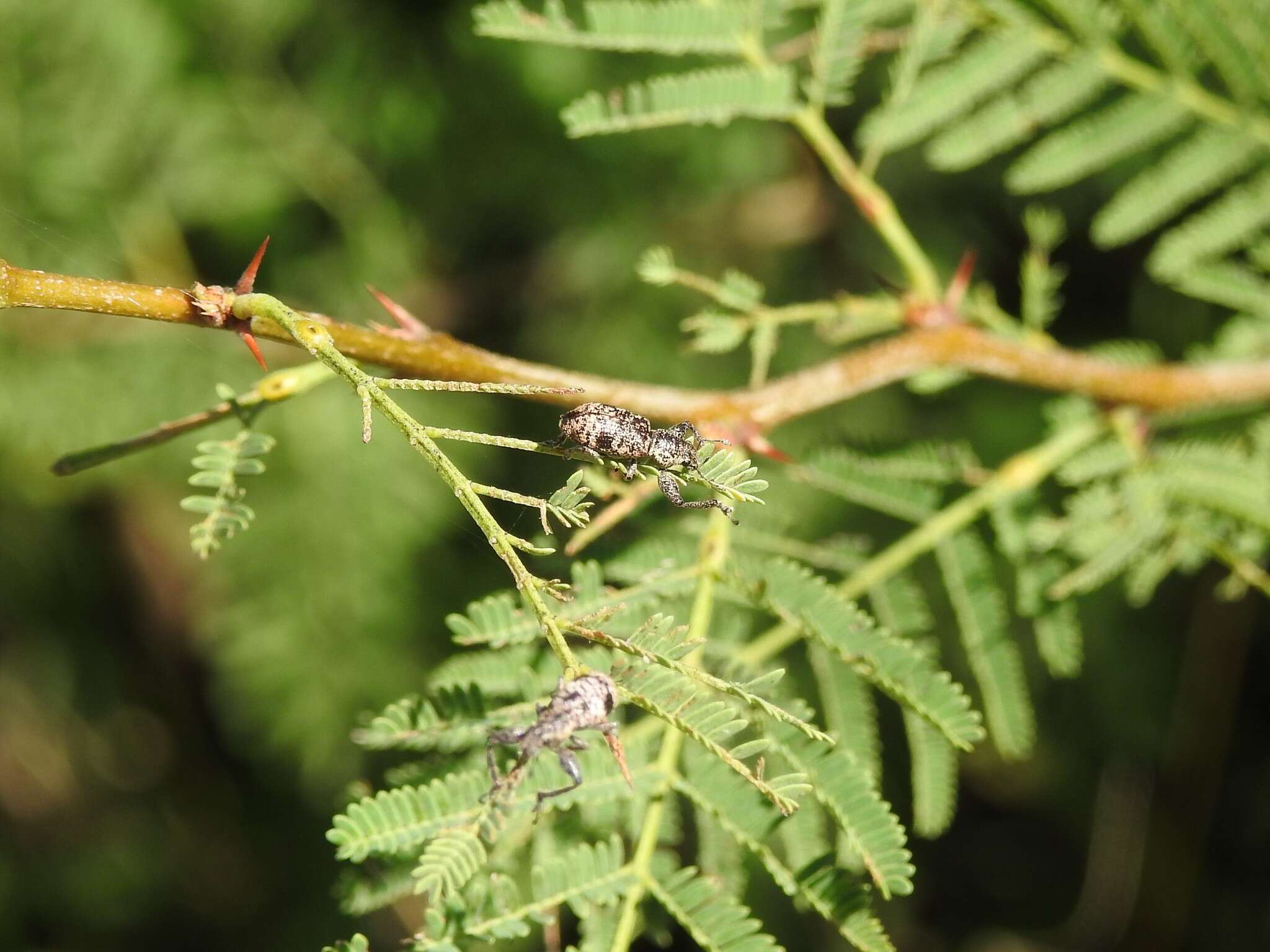 Image of Hadromeropsis (Hadromeropsis) argentinensis (Hustache 1926)