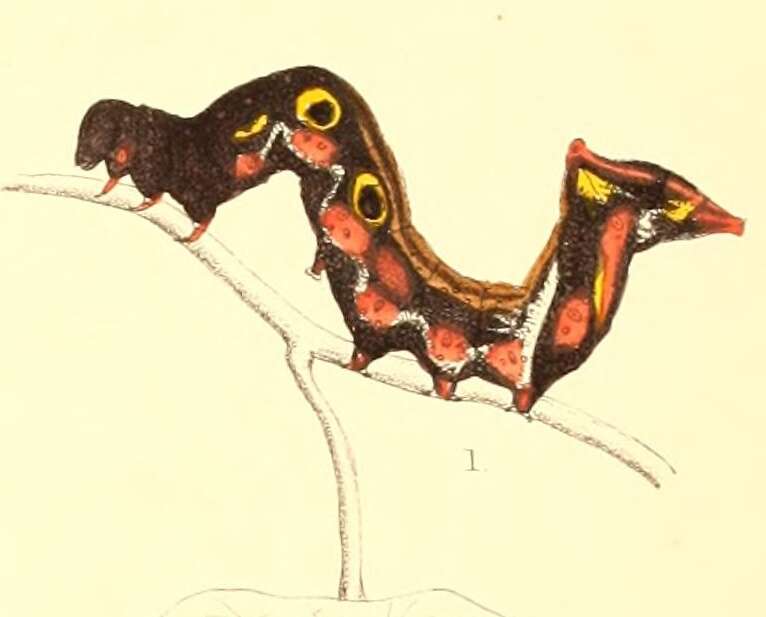 Image of Eudocima phalonia