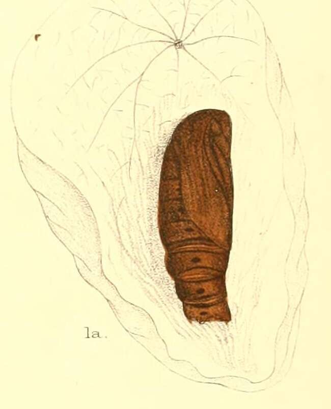 Image of Eudocima phalonia